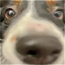 Mocha_Nose_Stare