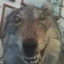 lonewolf