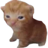 h_cat