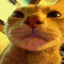 catparty