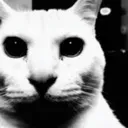 despaircat despaircat