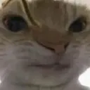 cat_sus cat_sus