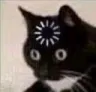 cat_loading