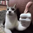 Hnt_fur_lookataboostersbio