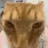 IRLCat_Vibe IRLCat_Vibe