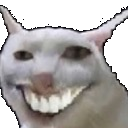 :cat_XD: