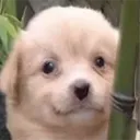 dog_uhh