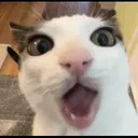 cat_what