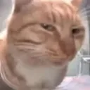 cat_side_eye