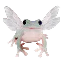fairy_frog