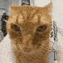 catJAMMY2