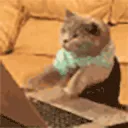 typingcat