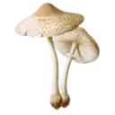 3_mush