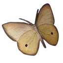 3_butterfly