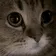 MEOW MEOW