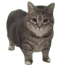 oiacat