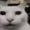 cannygato