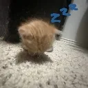 sleepy