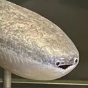 sacabambaspis