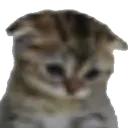 sadscat