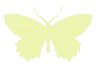butterflYyy