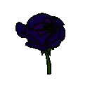 VioletRoseBlooming