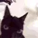 shakingCat