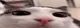 plinK plinK