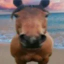horse