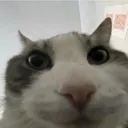 Meeeeeeow