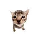 smolgato