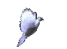 dDOve