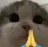 42_cat_pray_chan