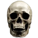 skull
