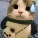 catsweat