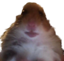 chomik