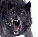 insanity_wolf