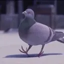 pigeon1