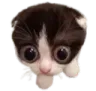 stare