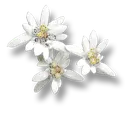 edelweiss