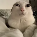 whut