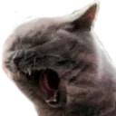 LETSFUCKINGMEOW