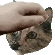 Saff_Pet