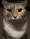 catstare