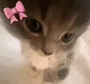 PweaseCat