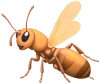 termite
