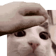 petpet