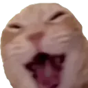 catlol catlol