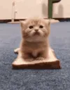 carbread
