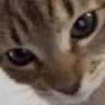 x_catquestion